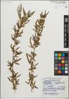 Foto von Salix humboldtiana Willd.